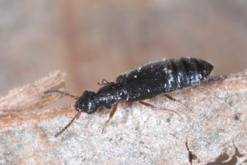 Réf. 247 645 : Coryphium angusticolle